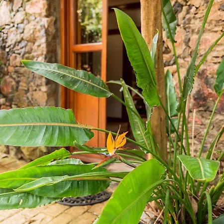 Daire Homeforguest Cosy Rural Flat El Romero With Large Gardens Tacoronte